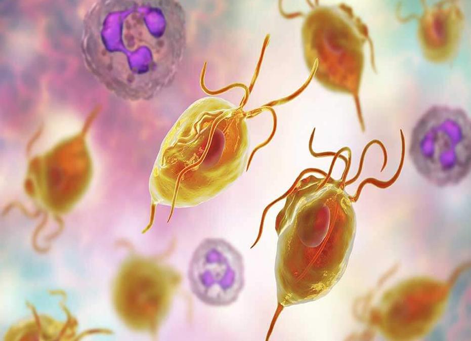 WhatIsTrichomoniasis